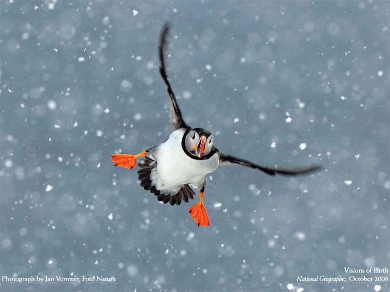 Puffin in Flight — White, Dynamic
