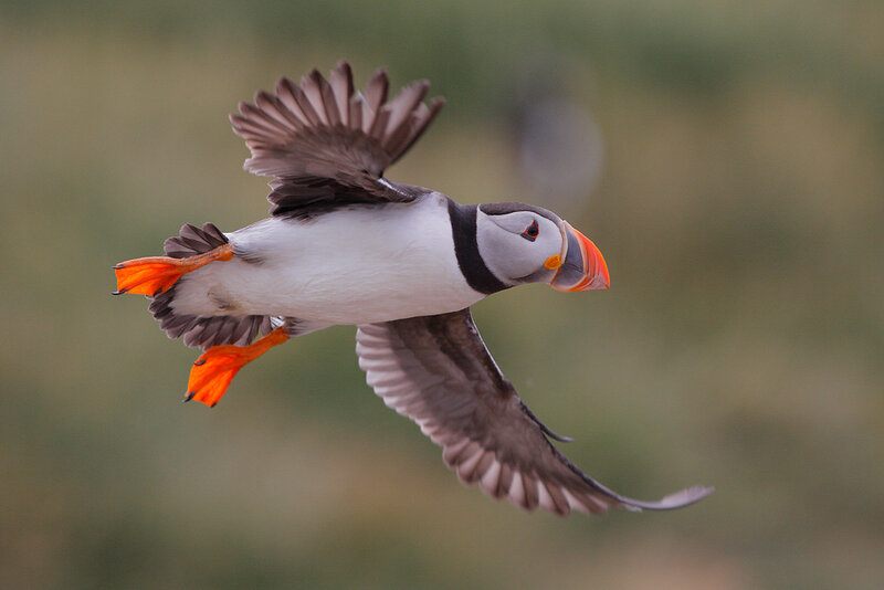 Puffin in Flight — White