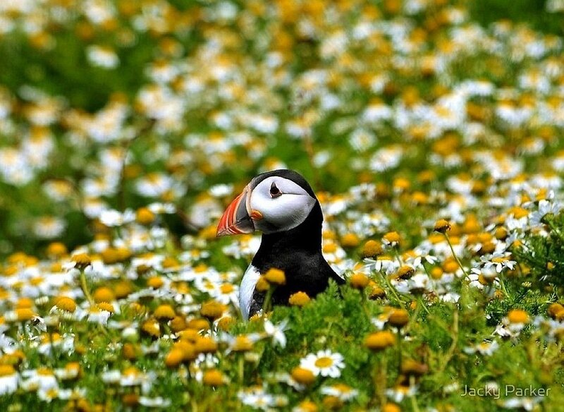 Puffin in Flowers
