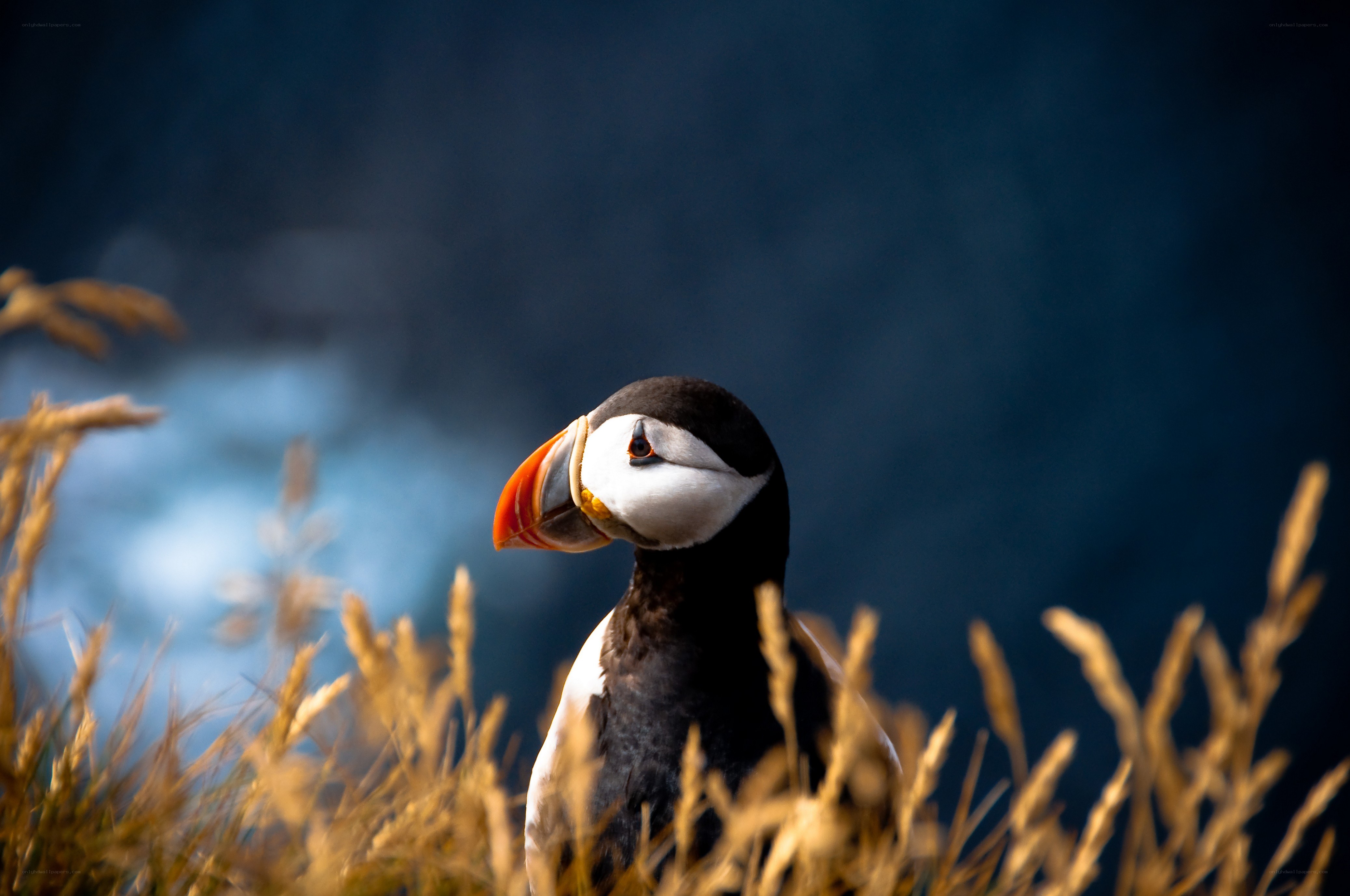 Puffin in golden grass