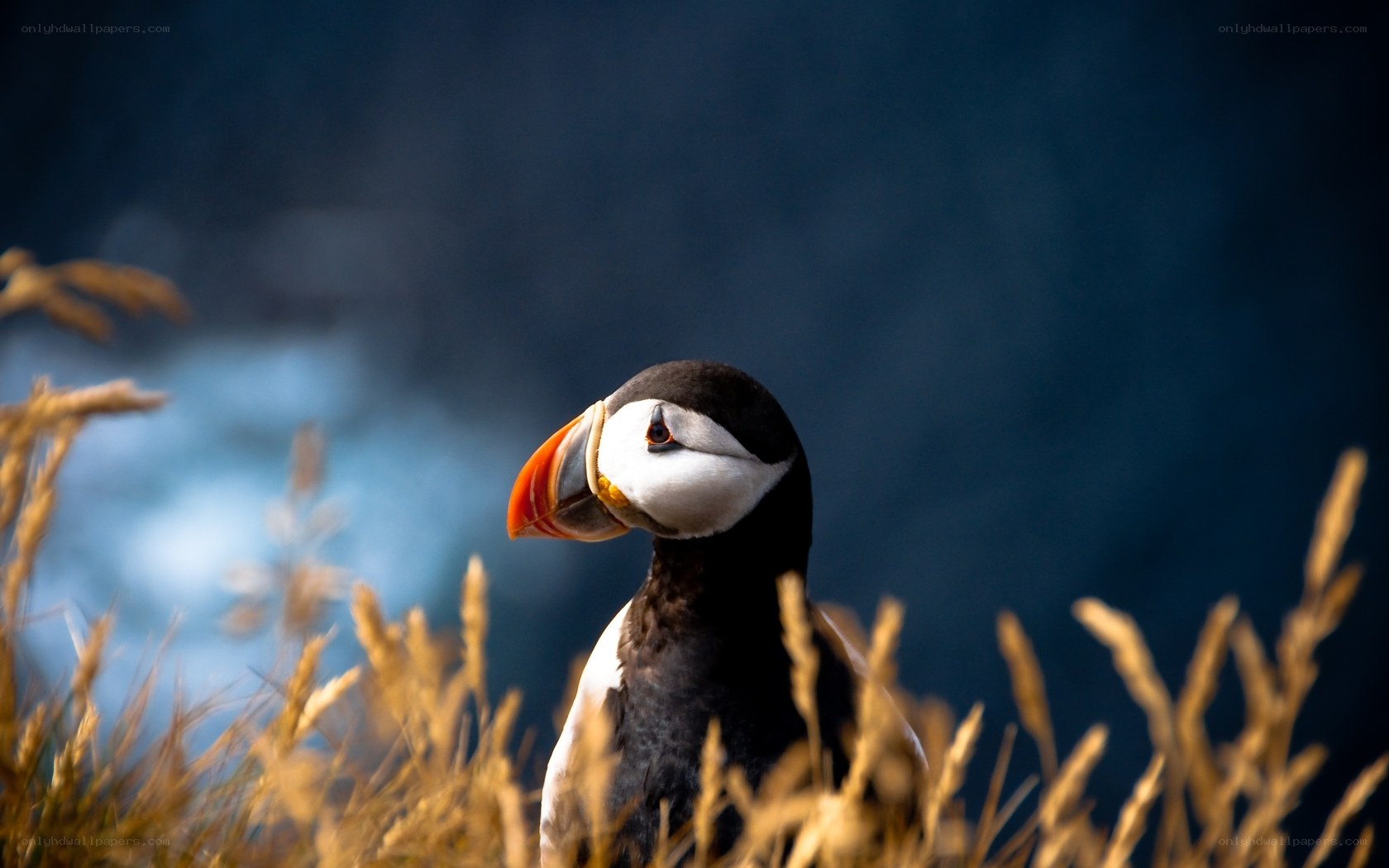 Puffin in golden grass