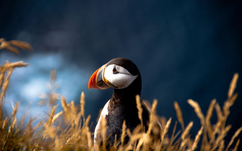 Puffin in Grass — Black, Dramatic