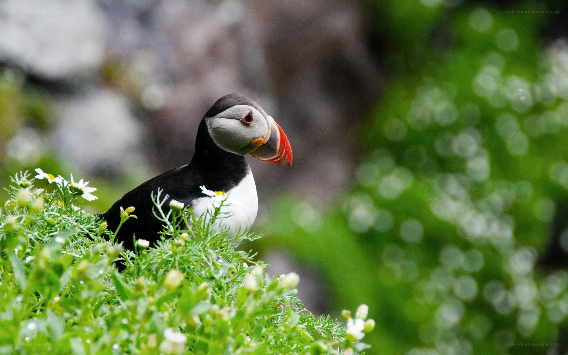 Puffin in green foliage