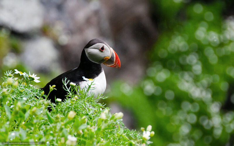 Puffin in Green Plants