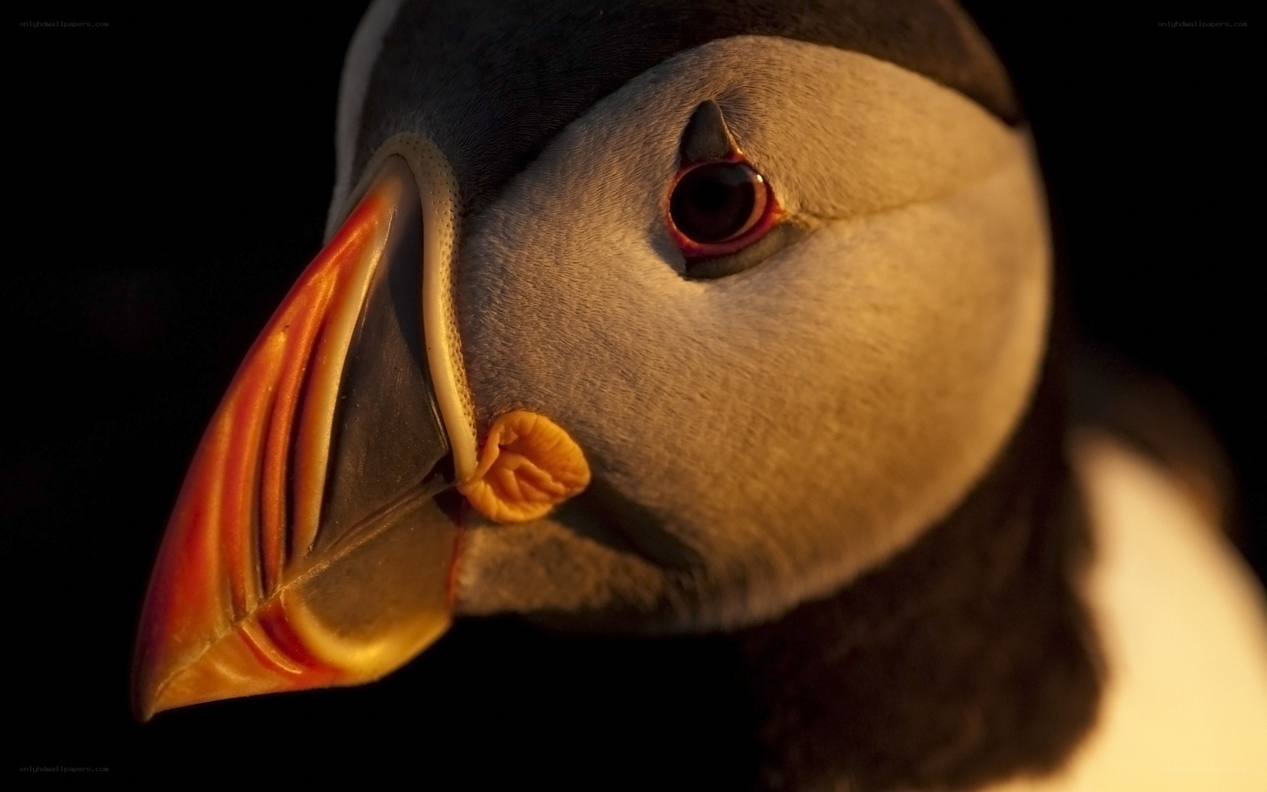 Puffin in warm light