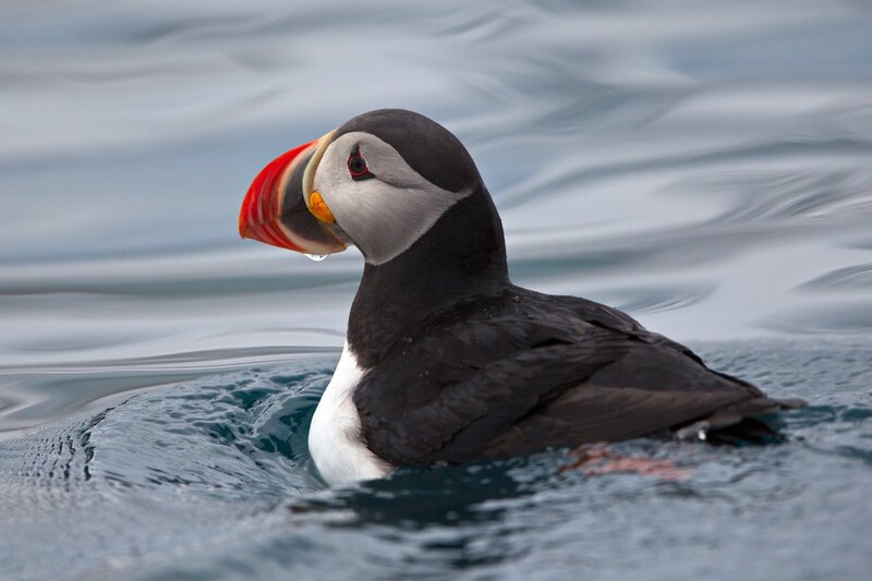 Puffin in Water