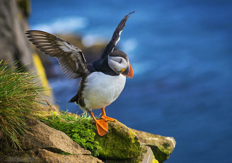 Puffin on a Cliff — Blue