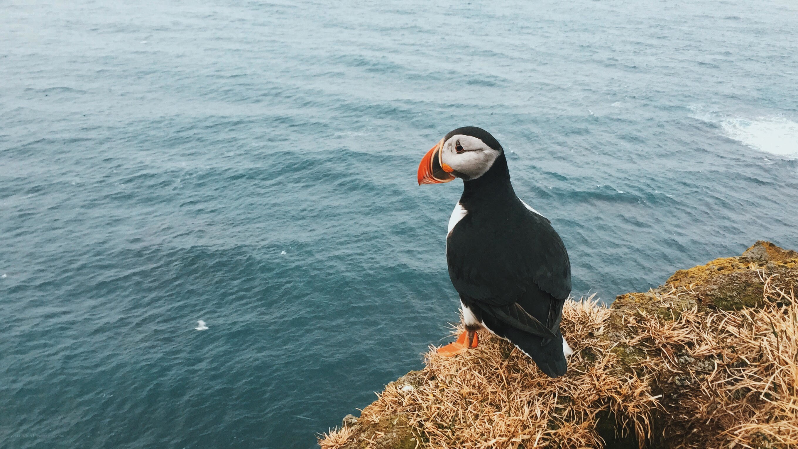 puffin on a cliff edge