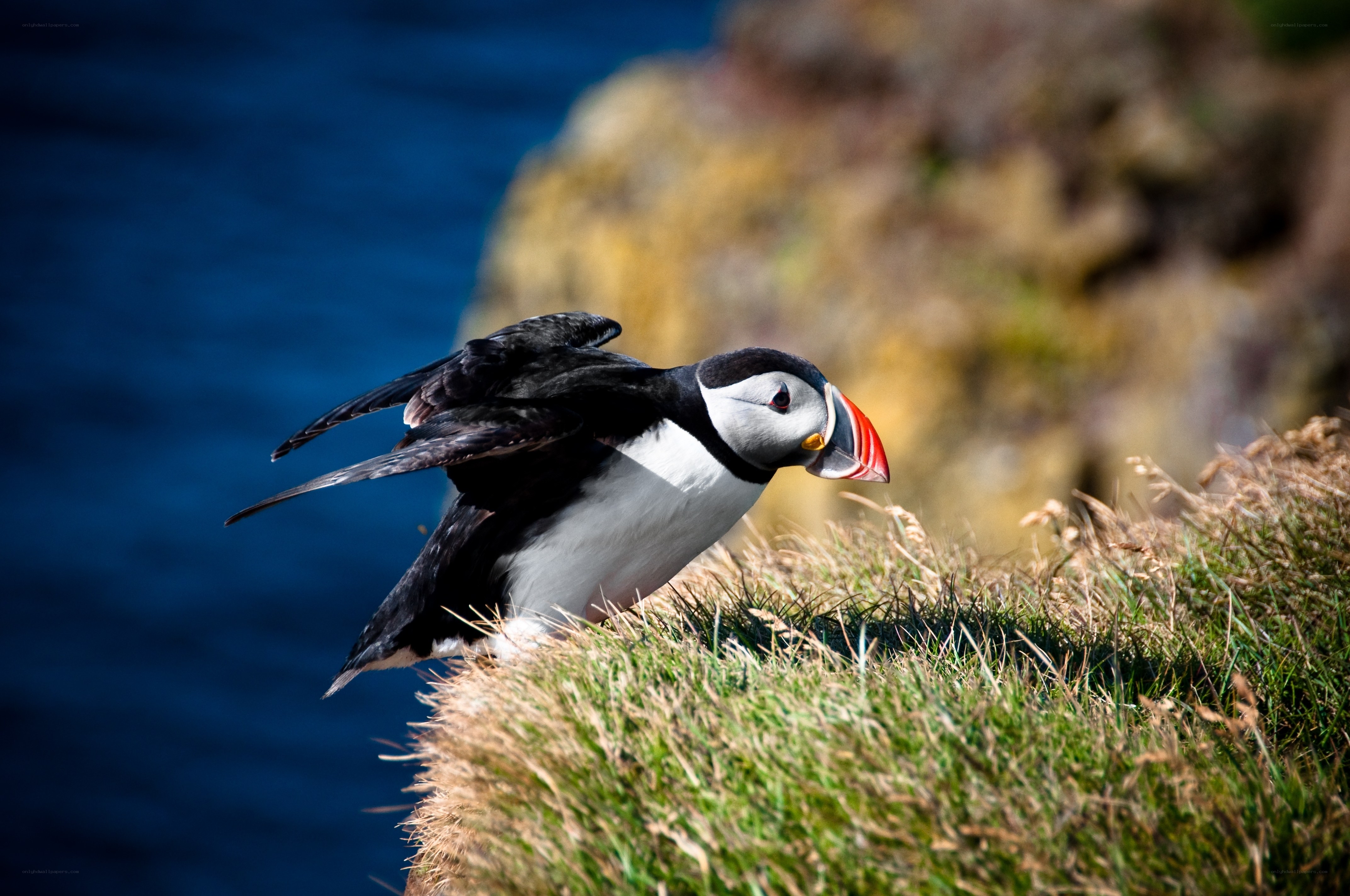 Puffin on a cliff edge