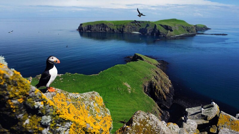 Puffin on a Cliff — Green, Serene, Afternoon