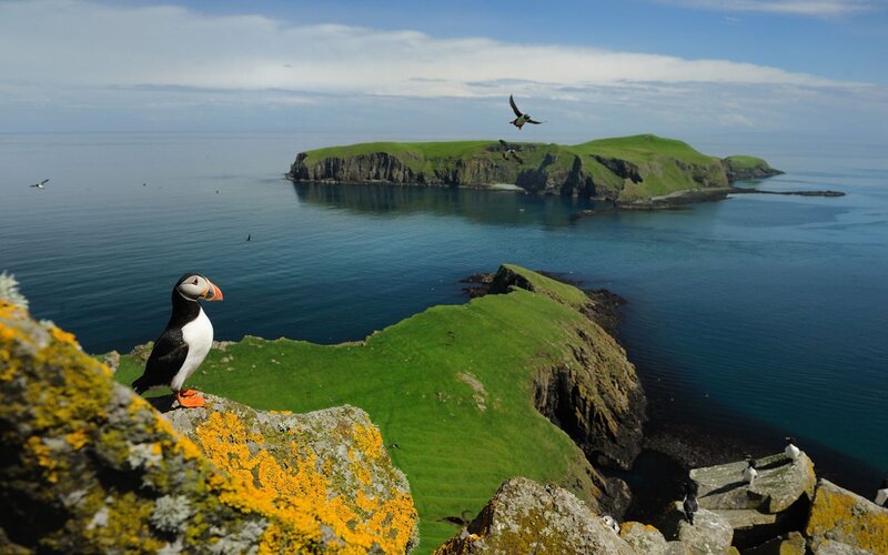 Puffin on a Cliff — Green, Serene