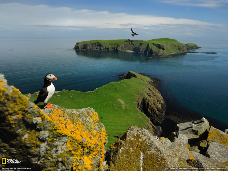 Puffin on a Cliff — Green