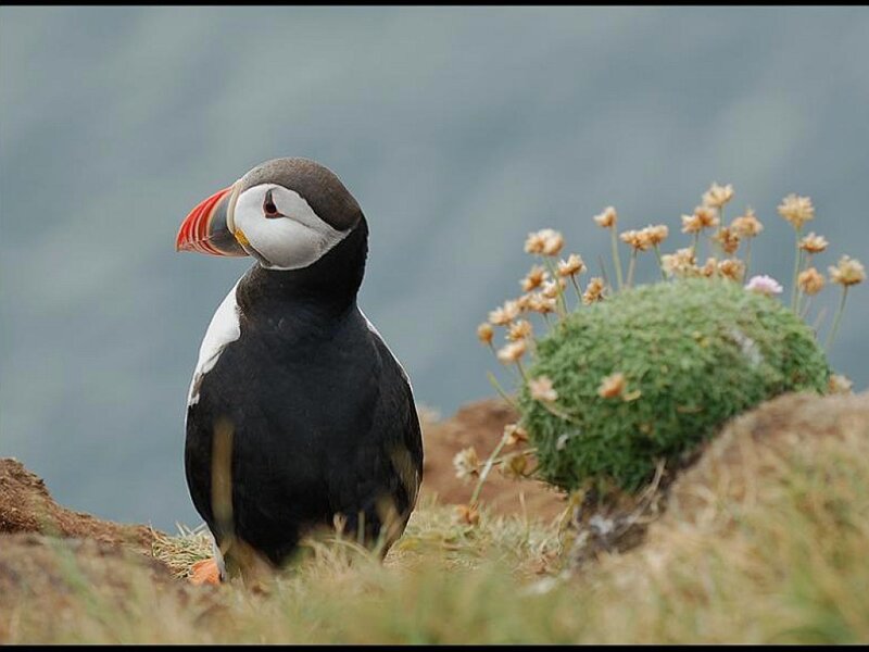 Puffin on a Cliff