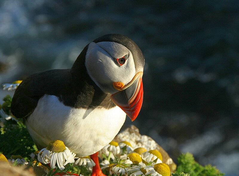 Puffin on a Cliff — White