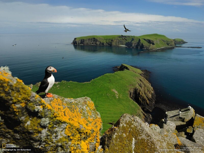 Puffin on a Clifftop