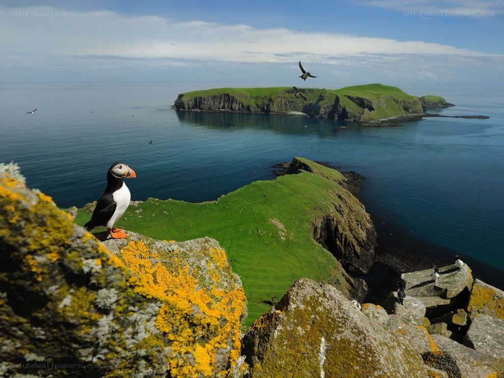 Puffin on a coastal cliff