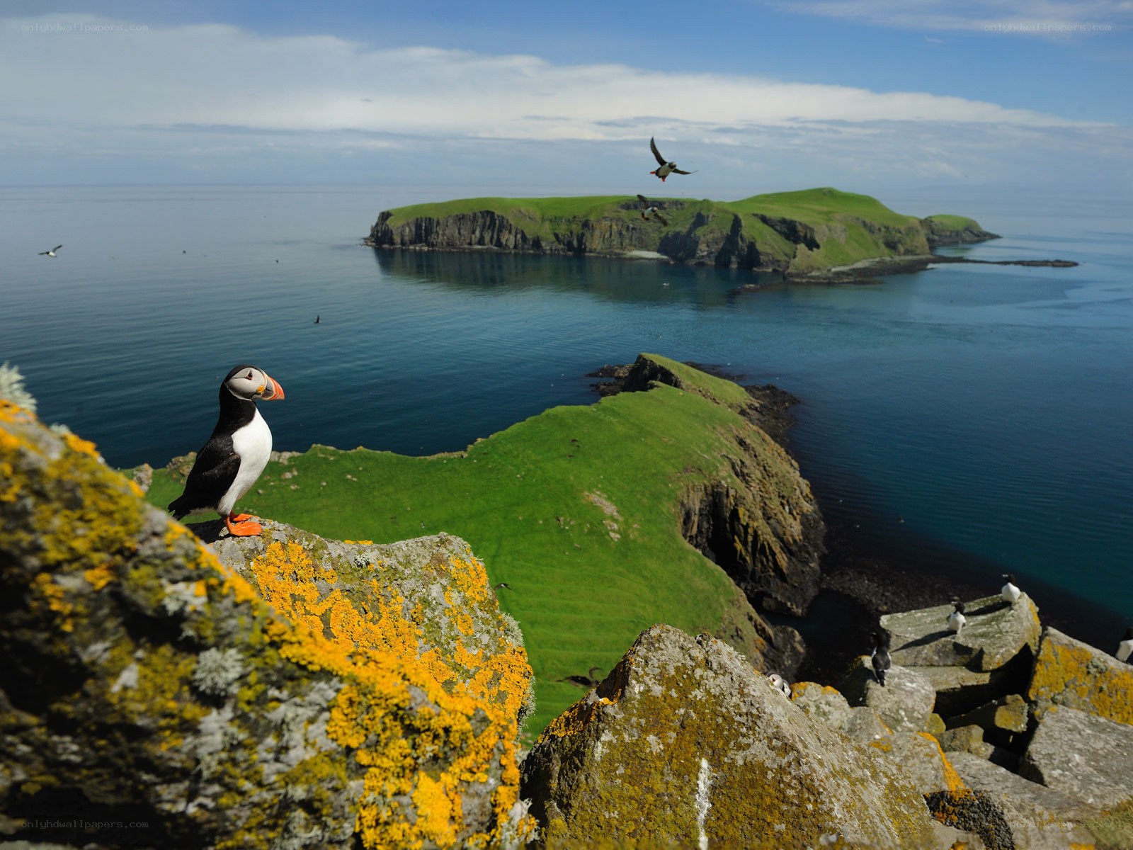 Puffin on a coastal cliff