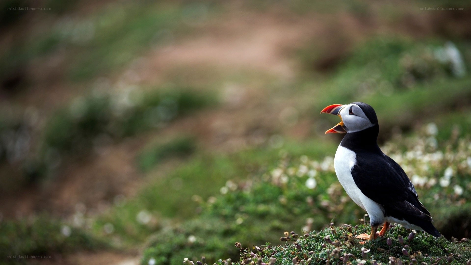 Puffin on a grassy cliff