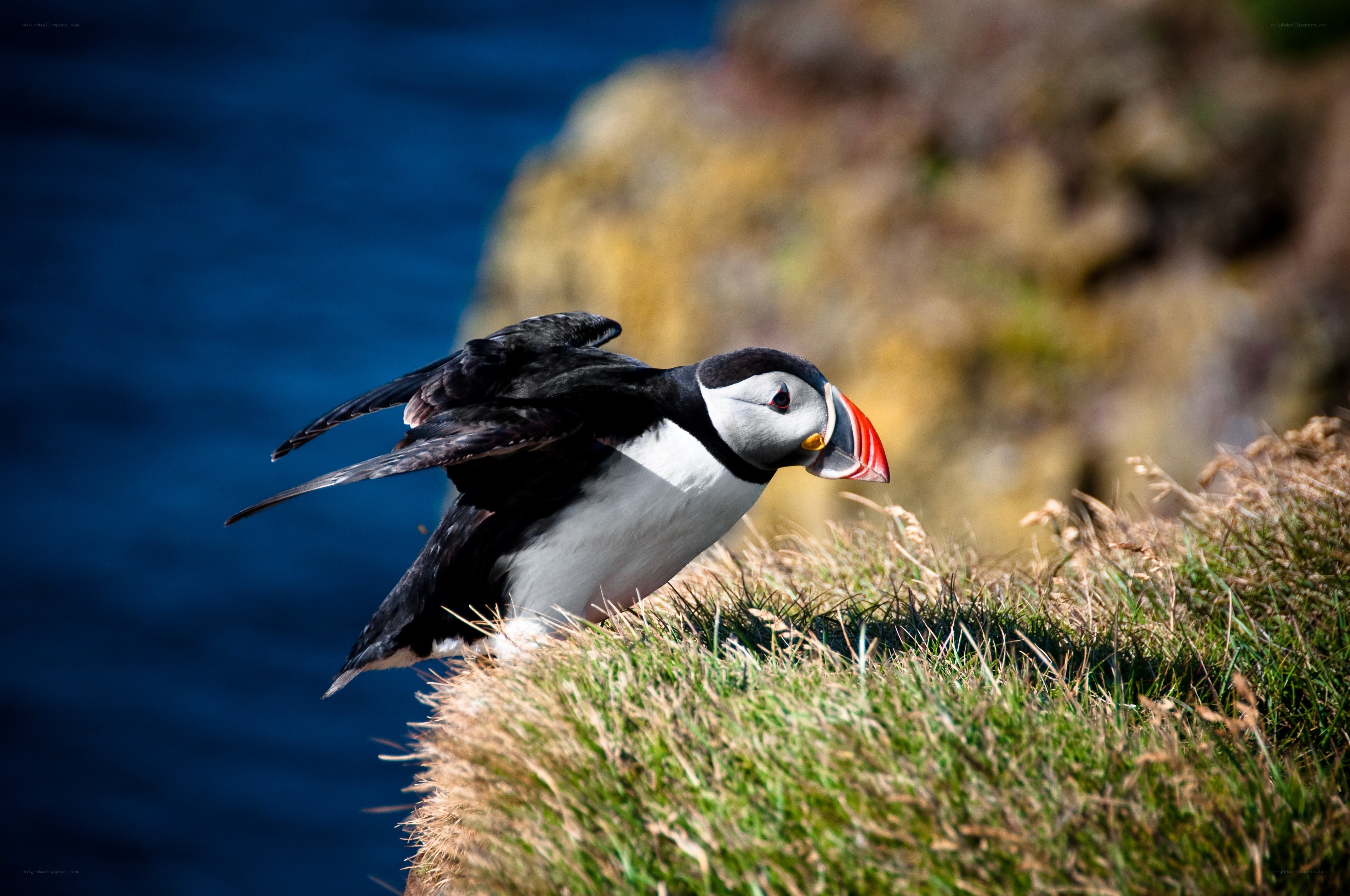 Puffin on a grassy cliff