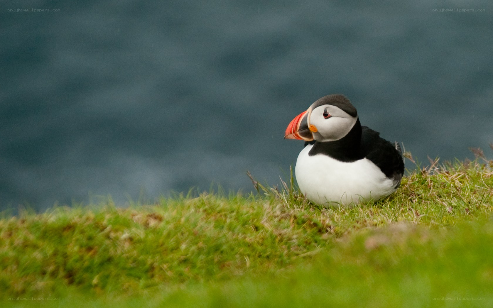 Puffin on a grassy cliff