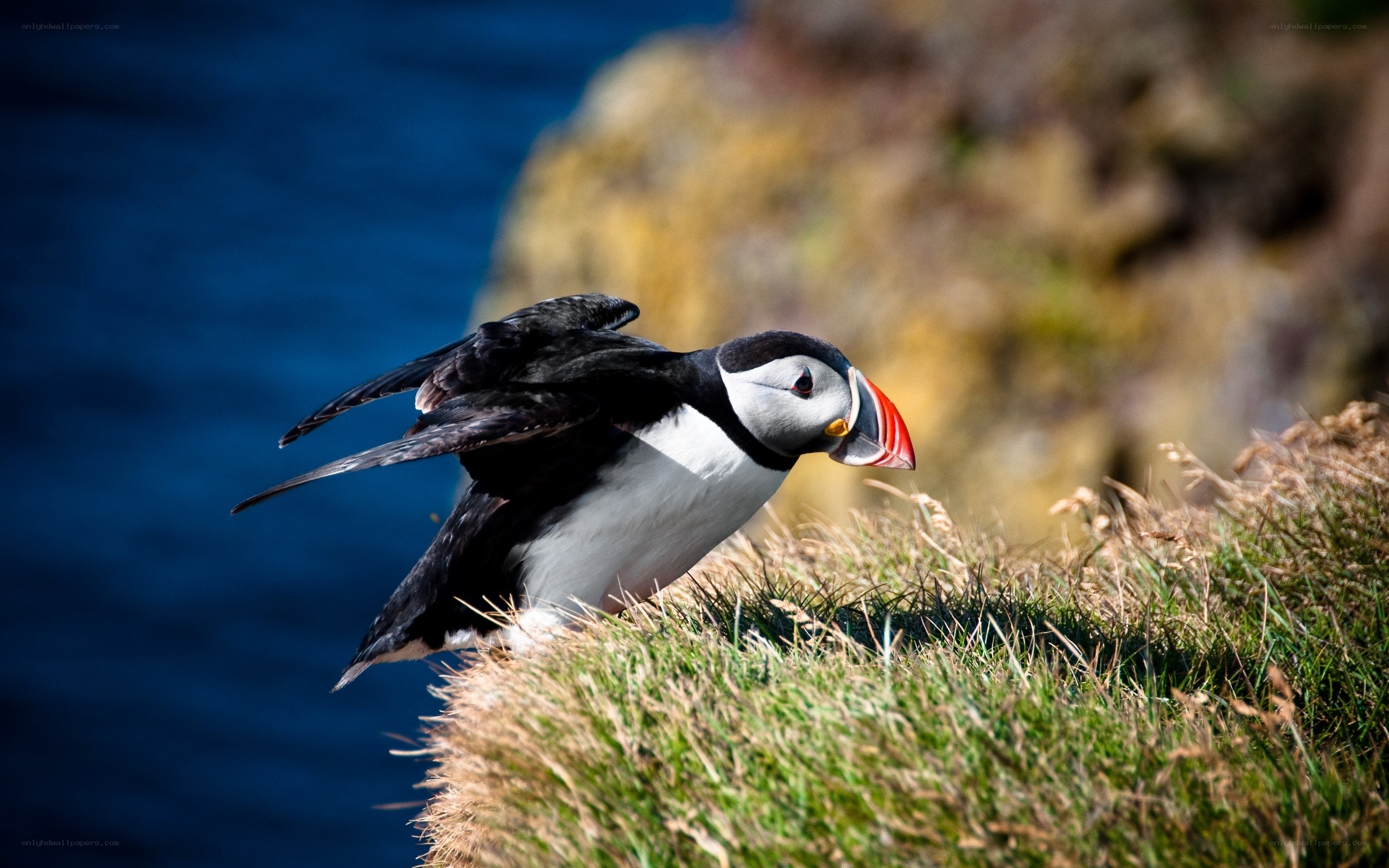 Puffin on a grassy cliff