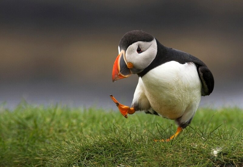 Puffin on a grassy field