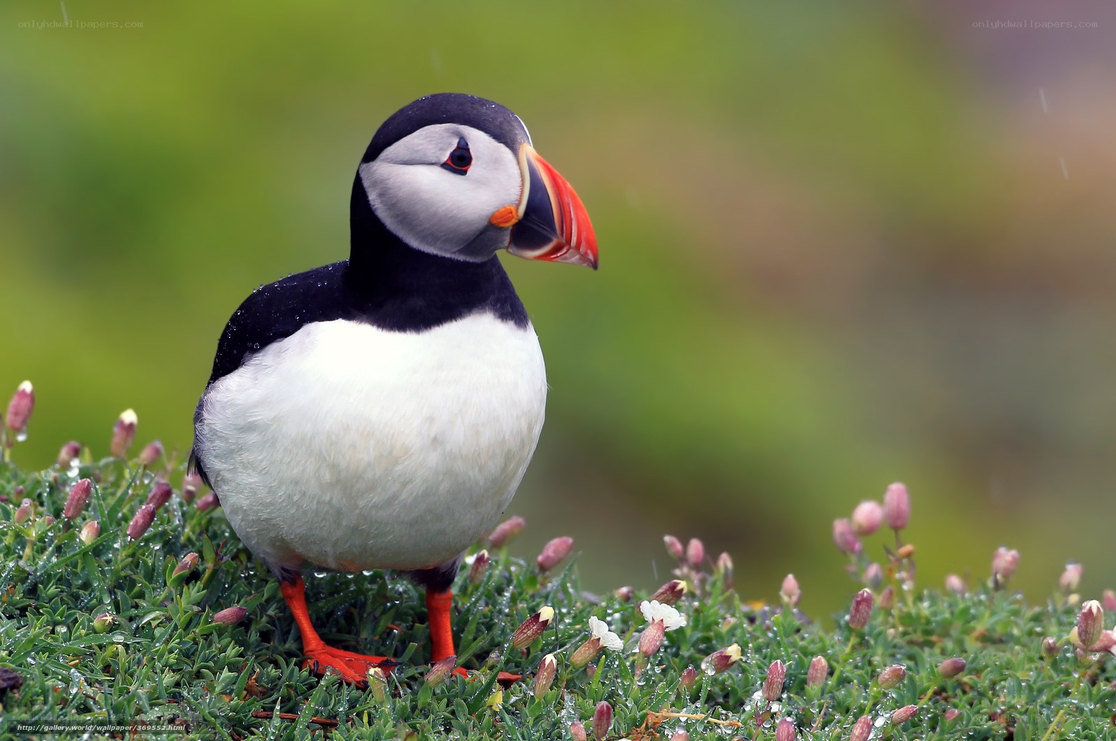 Puffin on a grassy hill