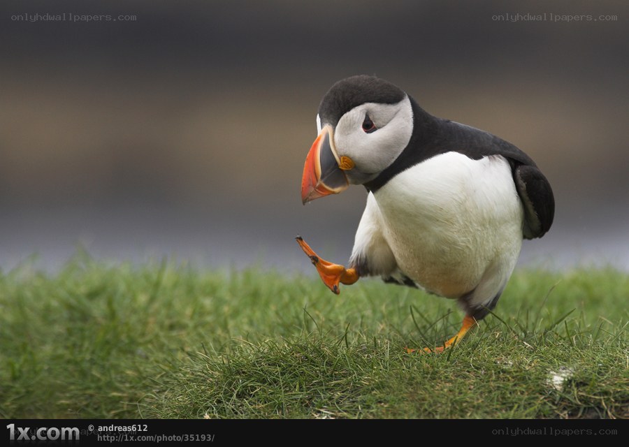 Puffin on a grassy hill