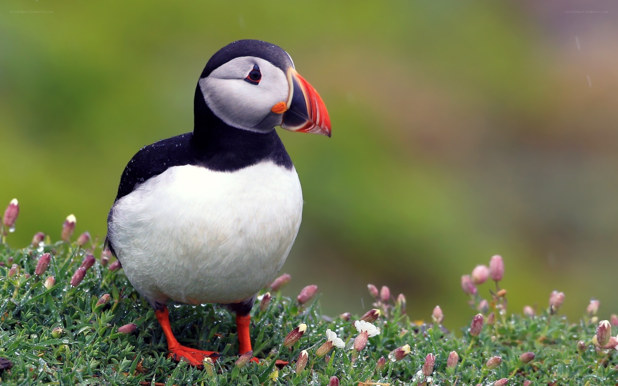 Puffin on a grassy hill