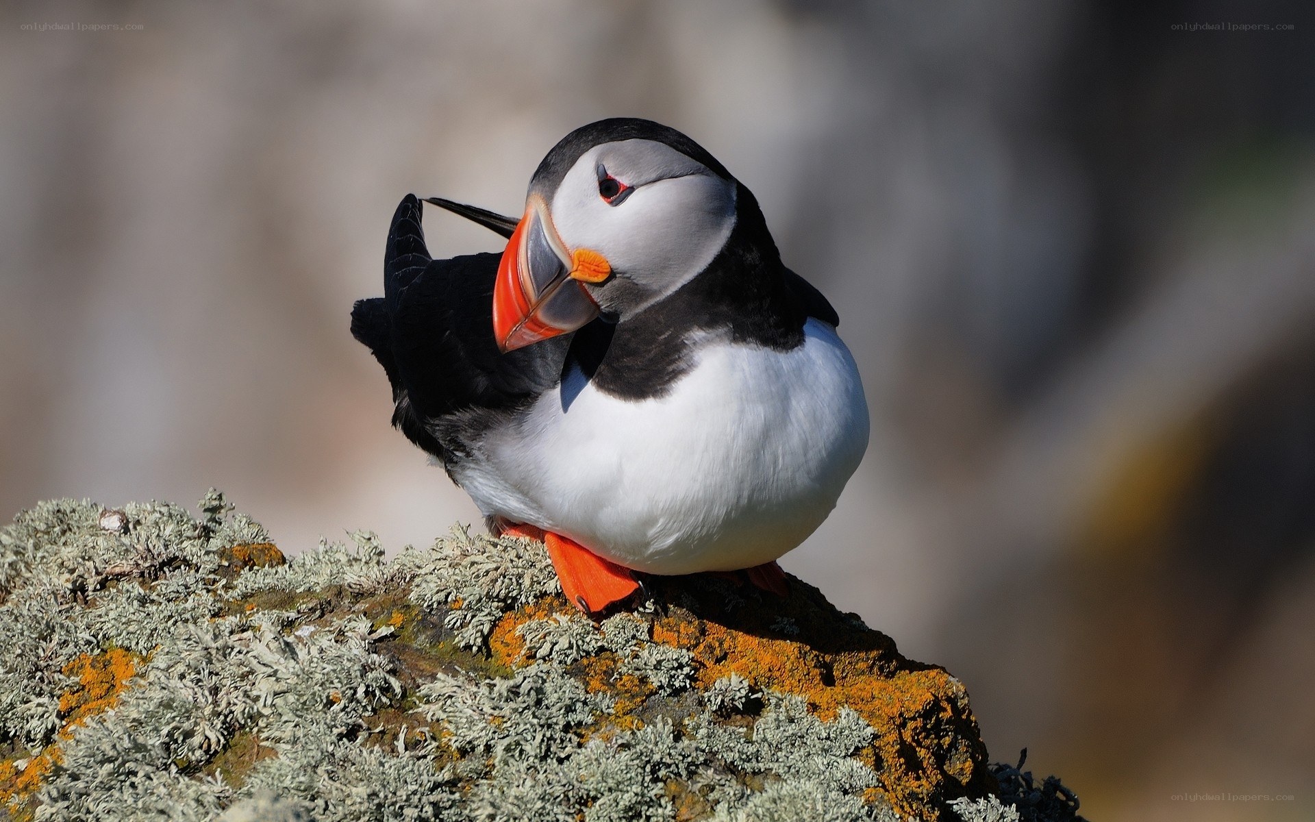 Puffin on a lichen-covered rock