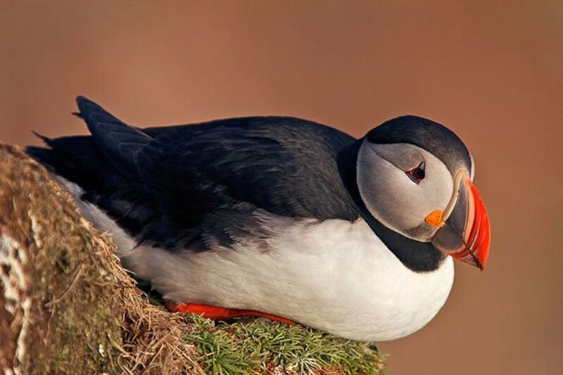 Puffin on a Nest — Black