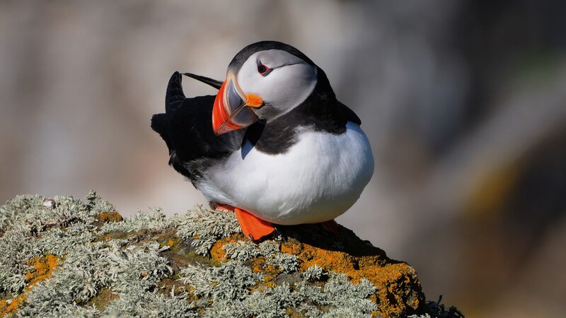 Puffin on a Rock — Black, Calm, Afternoon