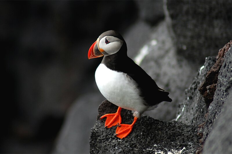 Puffin on a Rock — Black, Dramatic, Photograph