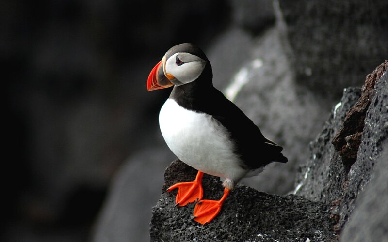 Puffin on a Rock — Black, Dramatic