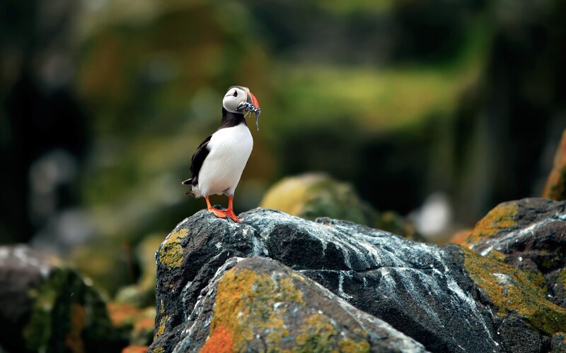 Puffin on a Rock — Black, Natural, Photograph, Fish