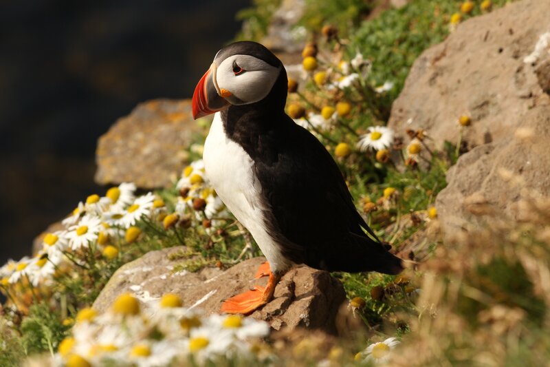 Puffin on a Rock — Black, Serene, Afternoon
