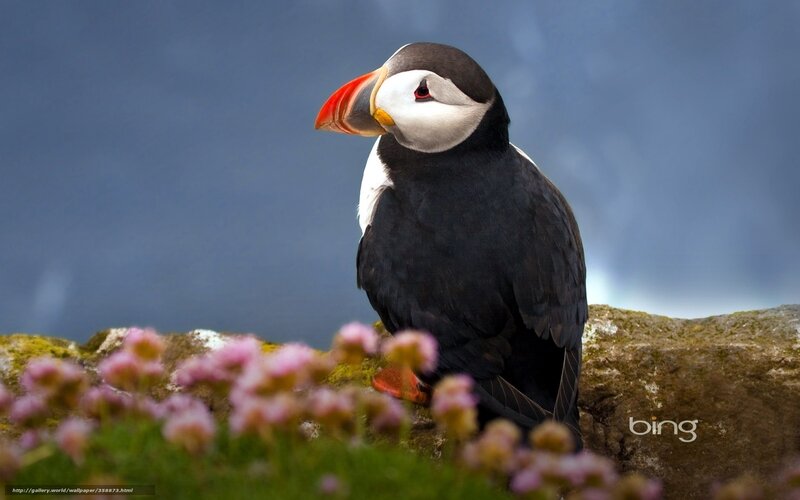 Puffin on a Rock — Black, Serene, Photograph