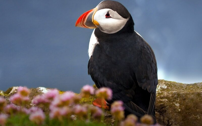 Puffin on a Rock — Black, Serene