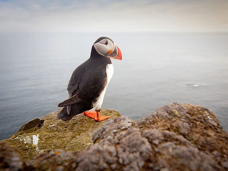 Puffin on a Rock — Gray, Serene