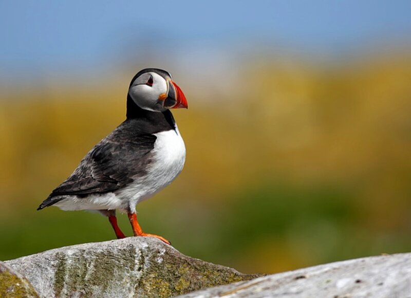 Puffin on a Rock — Gray