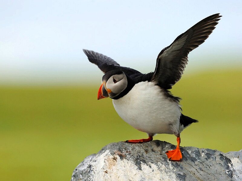 Puffin on a rock