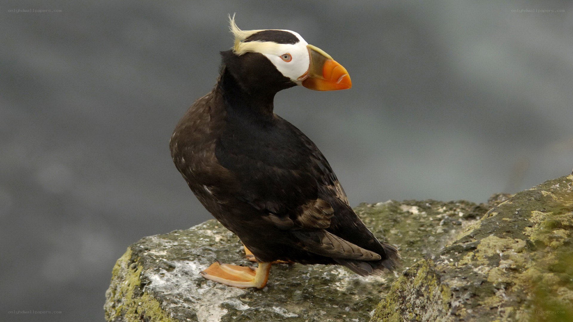 Puffin on a rocky cliff