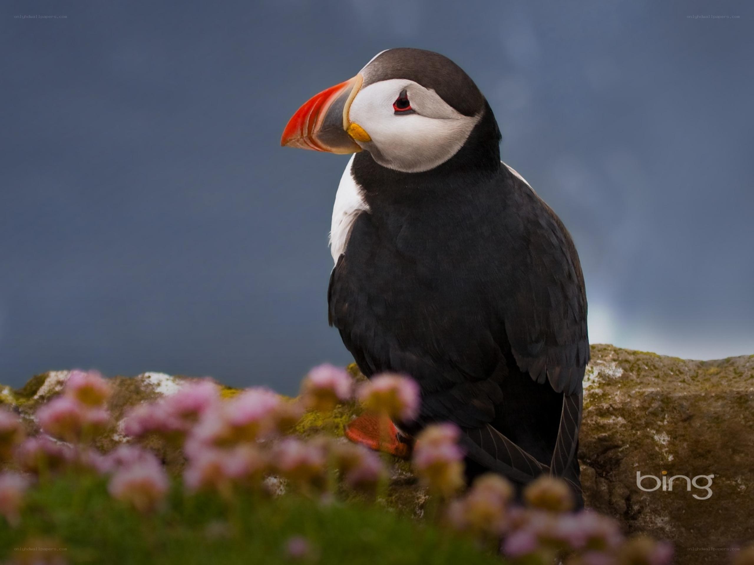Puffin on a rocky cliff