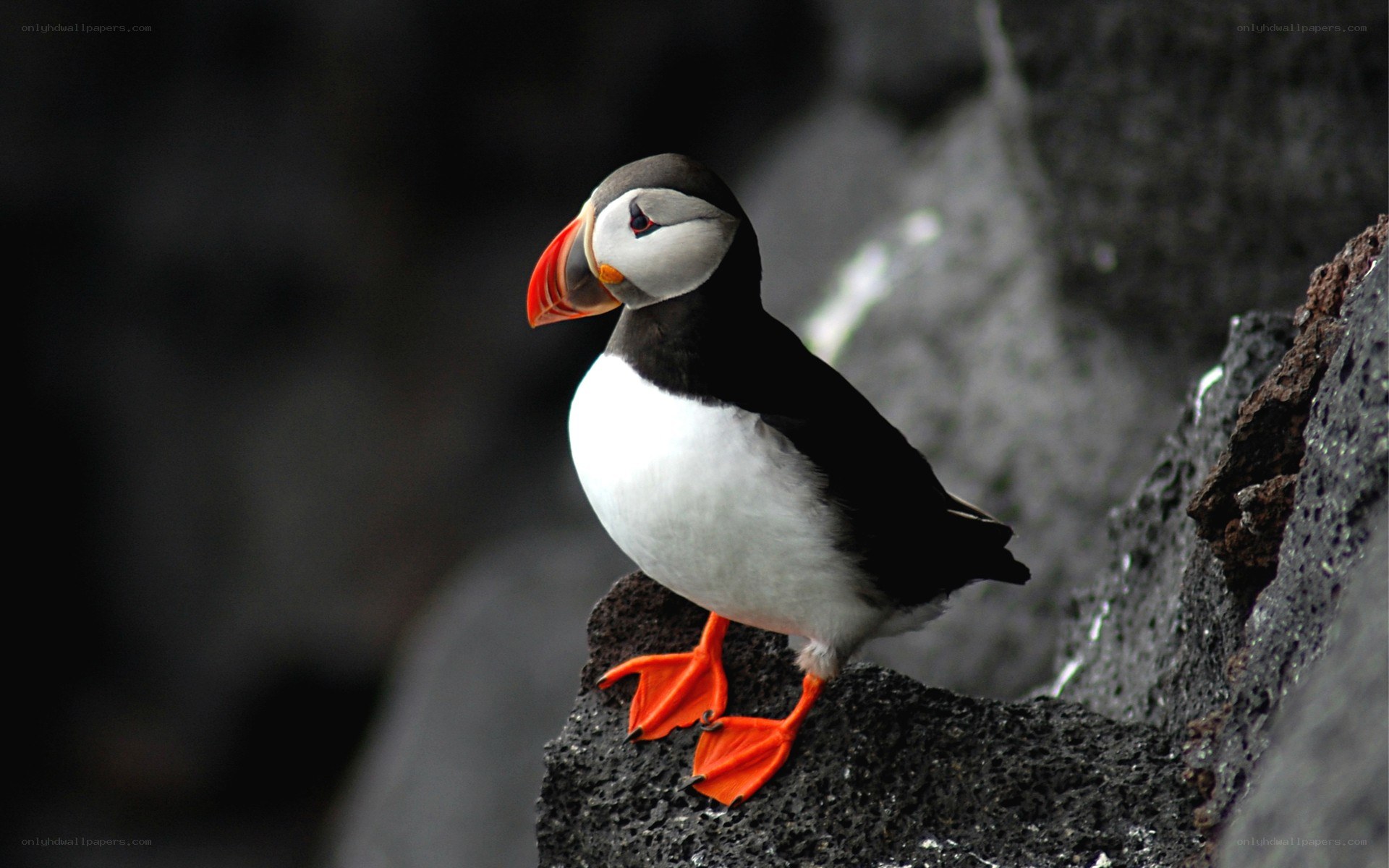 Puffin on a rocky cliff