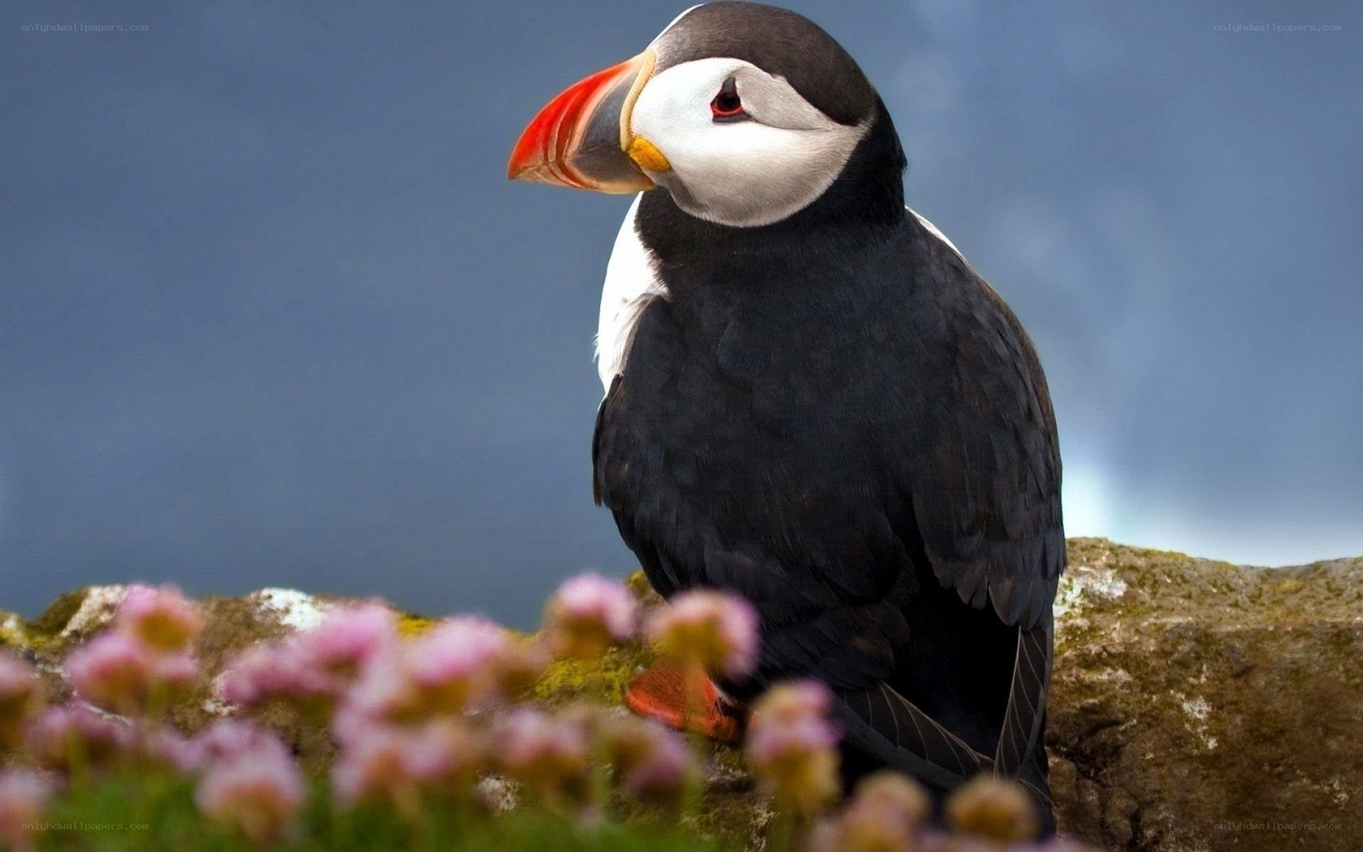 Puffin on a rocky cliff