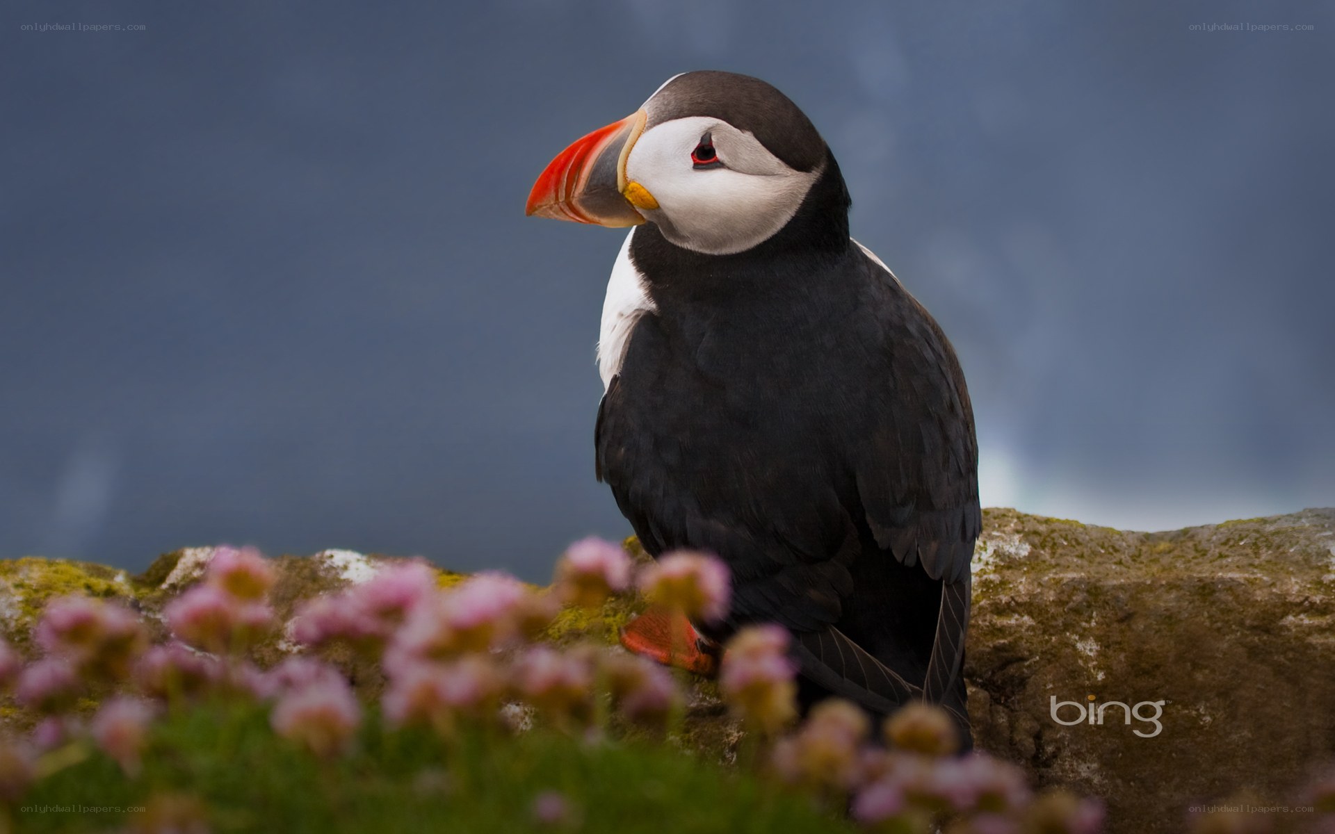 Puffin on a rocky cliff