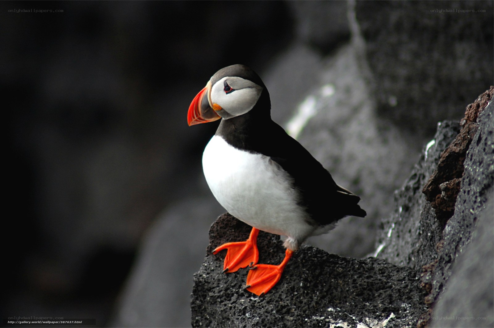 Puffin on a rocky cliff