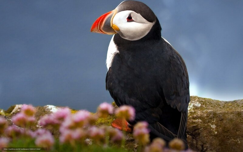 Puffin on a rocky cliff