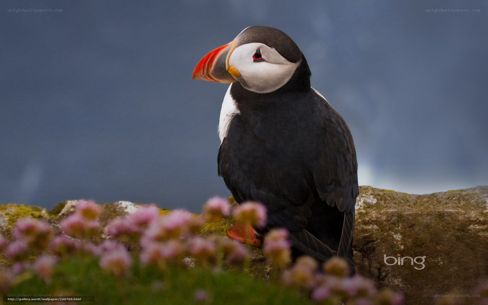Puffin on a rocky cliff