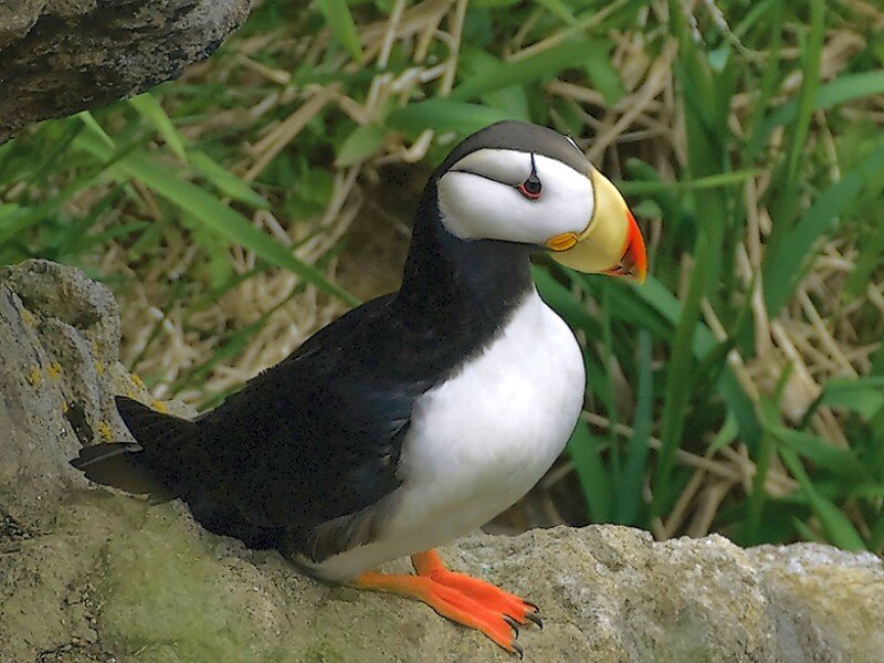 Puffin on a rocky shore